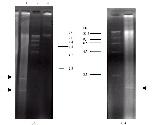 Image for - Detection of Insertion Sequences in the Chromosome of an Acidocella Strain