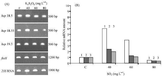 Image for - Sulphite Stress Induce Small Heat Shock Genes in Wine Lactobacillus plantarum
