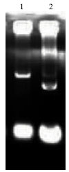 Image for - Gene Cloning of P43 Surface Protein of Toxoplasma gondii Tachyzoite and Bradyzoite (SAG3)
