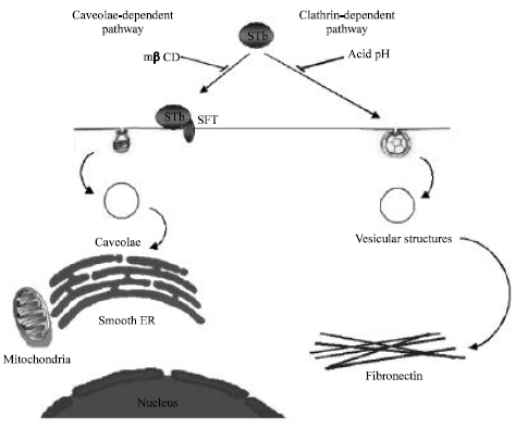 Image for - Escherichia coli STb Enterotoxin Toxicity and Internalization Investigations: A Mini-Review