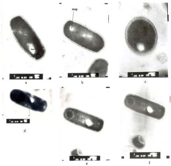 Image for - Morphological and Ultrastructural Studies for the Biological Action of Penicillic Acid on Some Bacterial Species