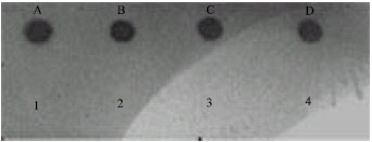 Image for - Development of Polymerase Chain Reaction and Dot Blot Hybridization to Detect Escherichia coli Isolates from Various Sources