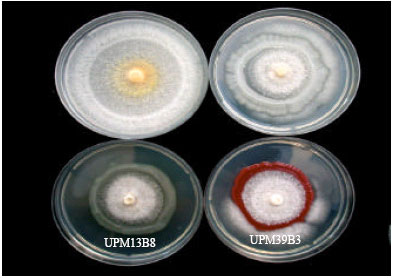 Image for - Histopathological Studies on Soybean Seeds Infected by Fusarium oxysporum f. sp. glycines and Screening of Potential Biocontrol Agents