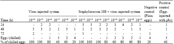 Image for - Antiviral Activity of Staphylococcin 188: A Purified Bacteriocin Like Inhibitory Substance Isolated from Staphylococcus aureus AB188