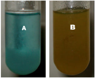Image for - Phenazine Pigments from Pseudomonas aeruginosa and Their Application as Antibacterial Agent and Food Colourants