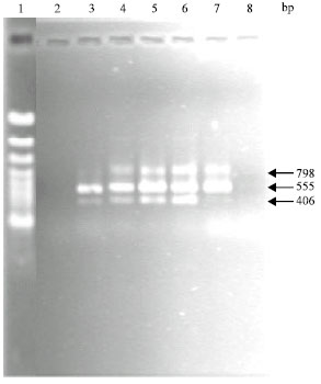Image for - Multiplex PCR Assay for the Detection of Aflatoxigenic and Non-Aflatoxigenic Aspergilli