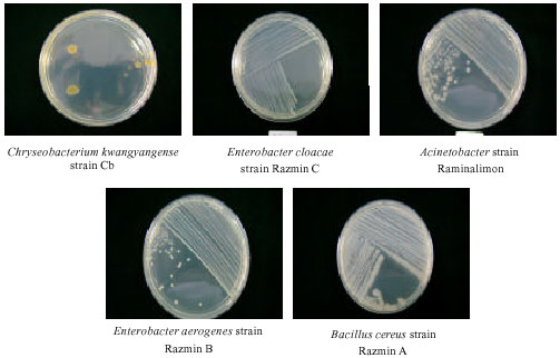 Image for - Filter Paper Degradation by Bacteria Isolated From Local Termite Gut