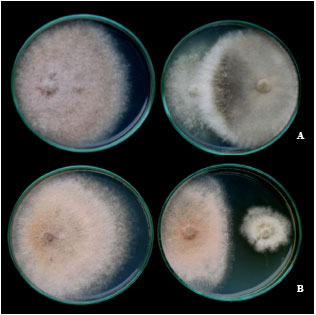 Image for - Endophytic Fungi from Wild Banana (Musa acuminata Colla) Works Against Anthracnose Disease Caused by Colletotrichum musae