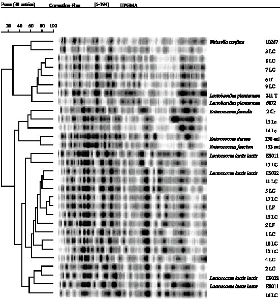 Image for - Phenotypic Characteristics of Lactic Acid Bacteria Isolated from Cow`s Raw Milk of Bororo Cattle Breeders in Western Highland Region of Cameroon