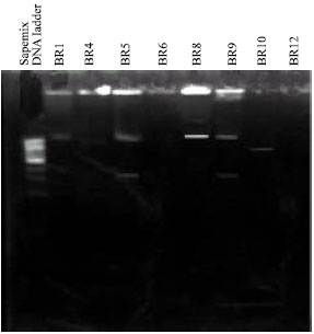 Image for - Antibiogram and Plasmid Profile Analysis of Isolated Escherichia coli from Broiler and Layer
