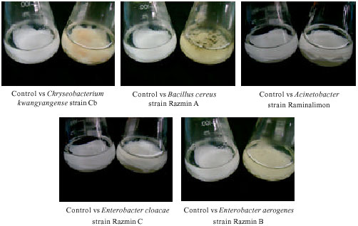 Image for - Filter Paper Degradation by Bacteria Isolated From Local Termite Gut