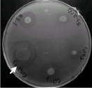 Image for - Isolation and Characterization of a Chitionolytic Enzyme Producing Microorganism, Paenibacillus chitinolyticus JK2 from Iran