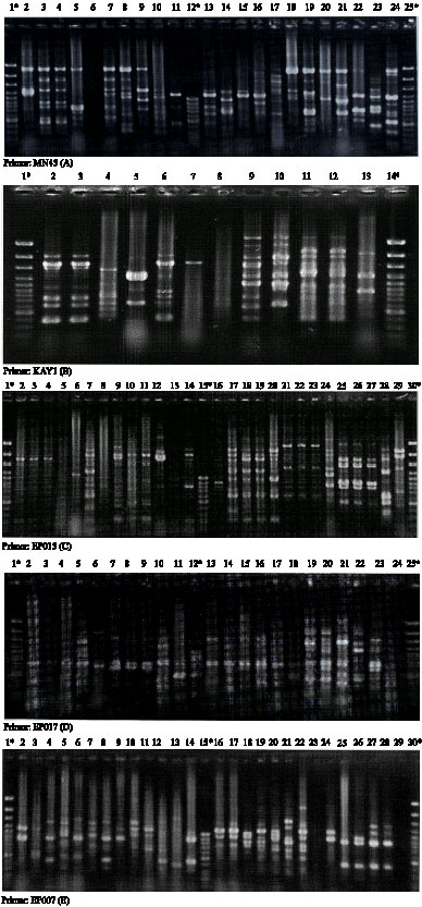 Image for - Molecular Fingerprinting of Methicillin-Resistant Staphylococcus aureus Isolates in Hospital Staff and Patients