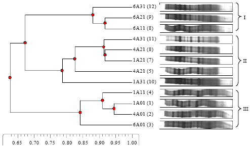 Image for - Dynamics and Diversity of Bacterial Communities of Fermented Weaning Foods via Denaturing Gradient Gel Electrophoresis PCR-DGGE 