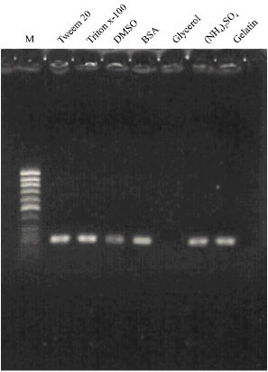 Image for - Optimization of PCR Conditions for Detection of Human Brucellosis from Human Serum Samples
