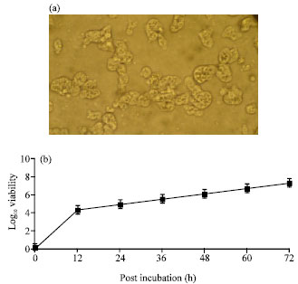 Image for - In vitro Susceptibility of Naegleria fowleri Trophozoites to Amphotericin B-combined Chlorpromazine