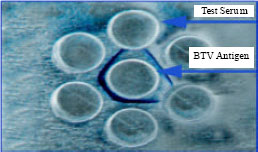 Image for - Sero Diagnosis of Bluetongue virus Infection and Isolation of Virus in Embryonated Chicken Egg and BHK-21 Cell Line