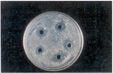 Image for - Antibacterial Activity of Leuconostoc lactis Isolated from Raw Cattle Milk and its Preliminary Optimization for the Bacteriocin Production