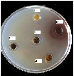 Image for - Bio-Control of Vibrio fluvialis in Aquaculture by Mangrove (Avicennia marina) Seeds Extracts