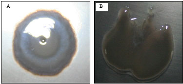 Image for - Swimming Motility in Agrobacterium tumefaciens is Controlled by Quorum Sensing and Inhibited by Garlic Bulb Extract