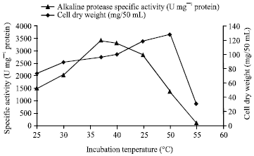 Image for - Optimisation of Media and Cultivation Conditions for Alkaline Protease Production by Alkaliphilic Bacillus halodurans