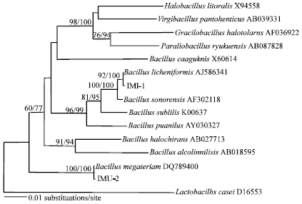 Image for - Isolation of Extreme Halotolerant Bacteria from Asian Desert Dust; Molecular Phylogeny and Growth Properties of their Cells