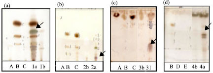 Image for - The Potency of Endophytic Fungi of Turmeric (Curcuma longa L.) in Biotransformation of Curcumin Compounds in Various Media