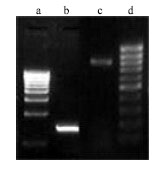 Image for - Molecular Characterization and Sequence Analysis of Trehalose Biosynthesis Genes in Escherichia coli from Fish