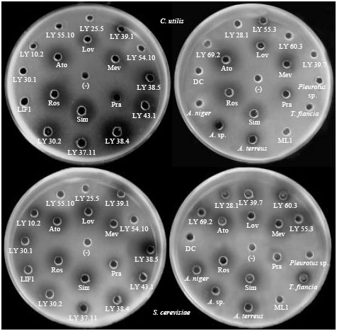 Image for - Antifungal Activity and the Potential Correlation with Statin-Producing Ability: An Optimized Screening Applied to Filamentous Fungi from Las Yungas Subtropical Rainforest