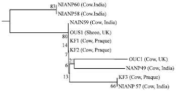Image for - Morphological and Molecular Characterization of Polycentric Rumen Fungi Belonging to the Genus Orpinomyces Isolated from Indian Cattle and Buffaloes