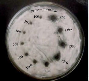 Image for - Antifungal Activity of Turbinaria conoides and Evaluation for the Effective Concentration against the Infection of Beauveria bassiana in Silkworm Larvae