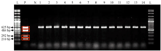 Image for - Detection of Escherichia coli O157:H7 in Wildlife from Disturbed Habitats in Sarawak, Malaysia
