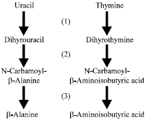 Image for - Pyrimidine Base Catabolism in Species of Pseudomonas and Burkholderia