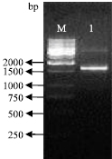 Image for - Cloning of Choline Dehydrogenase from Escherichia coli: Its Polynucleotide and Polypeptide Analysis
