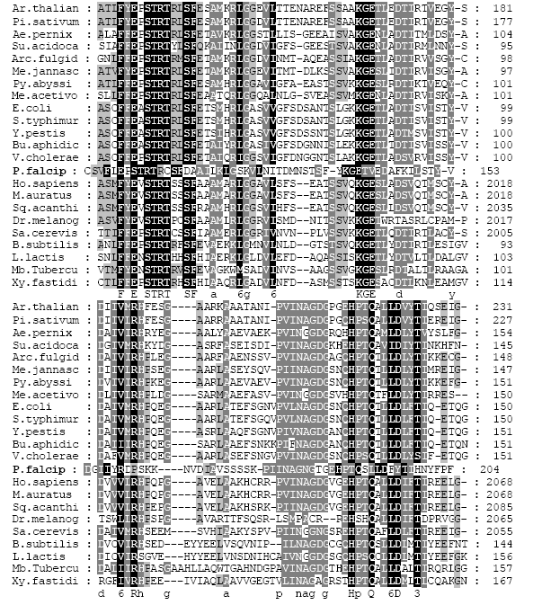 Image for - Phylogenetic Analysis and Protein Modeling of Plasmodium falciparum Aspartate Transcarbamoylase (ATCase)