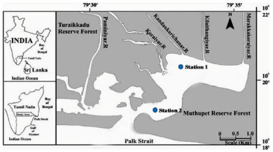 Image for - Studies on Hydrographical Parameters, Nutrients and Microbial Populations of Mullipallam Creek in Muthupettai Mangroves (Southeast Coast of India)