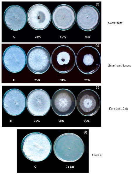 Image for - Effective and Cheap Methods to Control Sclerotium cepivorum Through Using Clorox or Sulfur Powder And/or Calcium Oxide