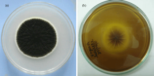 Image for - Diversity, Pathogenicity and Toxicology of A. niger: An Important Spoilage Fungi