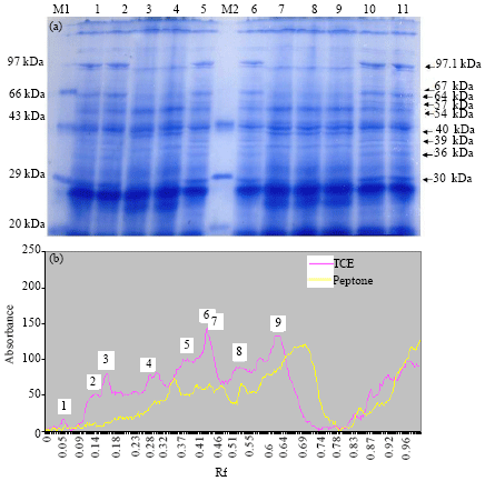 Image for - Protein Profile of the Bacterium Capable of Degrading Trichloroethylene