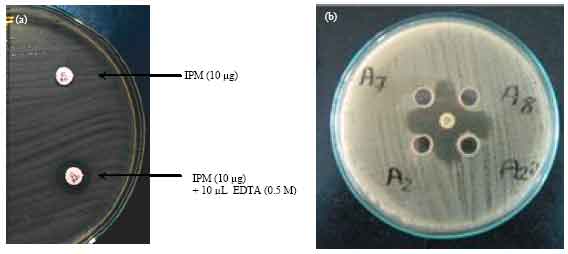Image for - Phenotypic and Genotypic Detection of Metallo-beta-lactamases in Imipenem-resistant Acinetobacter baumannii Isolated from a Tertiary Hospital in Alexandria, Egypt