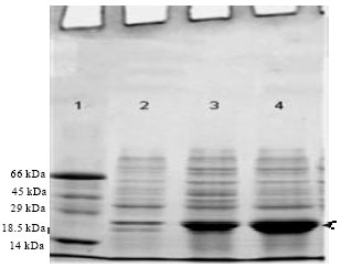 Image for - Enhanced Production of Recombinant Thermostable Keratinase of Bacillus pumilus KS12: Degradation of Sup35 NM Aggregates