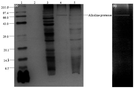 Image for - Characterization of a Novel Surfactant and Organic Solvent Stable High-alkaline Protease from New Bacillus pseudofirmus SVB1