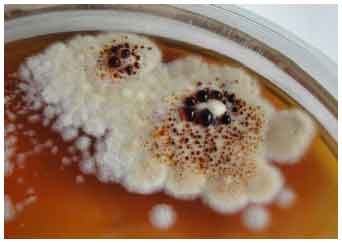 Image for - Screening of Marine Actinobacteria for Antimicrobial Compounds