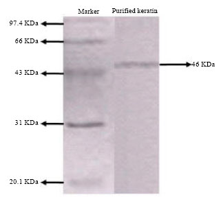 Image for - Optimization of Keratin Degrading Enzyme from Thermophillic Strain of Streptomyces sclerotialus
