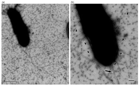 Image for - Shewanella oshoroensis sp. nov.: A Mesophilic Eicosapentaenoic Acid and Hentriacontanonaene-producing Bacterium
