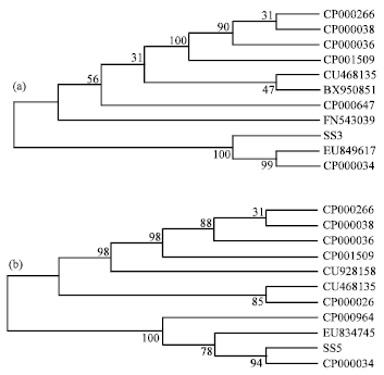 Image for - Molecular Phylogenetic Approach for Classification of Salmonella typhi