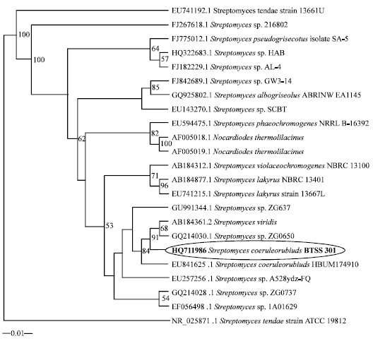 Image for - Taxonomy and Antimicrobial Activity of Streptomyces coeruleorubidus sp. Isolated from Marine Sediment