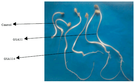 Image for - Expression of 1-aminocyclopropane-1-carboxylate Deaminase in Rhizobia Promotes Nodulation and Plant Growth of Clusterbean (Cyamopsis tetragonoloba L.)
