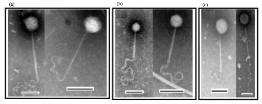 Image for - A Novel Bacteriophage Morphotype with a Ribbon-like Structure at the Tail Extremity