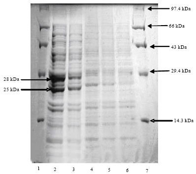 Image for - Differential Responses of Marine Sediment Bacteria Pseudomonas stutzeri Strain VKM014 to Chromate Exposures